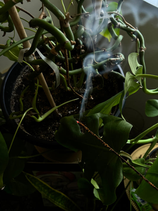 PREMIUM INCENSE VIBE STICKS